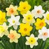 DUTCH BULBS EXCLUSIVE PLANTS FROM HOLLAN Bulbi Fiori Perenni da Esterno - 25 Bulbi di Narciso Trumpet - 6 | 7 varietà, Piante e fiori esclusivi dall'Olanda, Profumati, per giardino e vaso (non semi, non artificiali)
