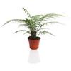 GARDENARIA Dicksonia antarctica Felce Arborea Tropicale 35 cm | Pianta da interno vera, Vaso da 17 cm, Facile da coltivare
