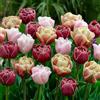 DUTCH BULBS EXCLUSIVE PLANTS FROM HOLLAN Bulbi Fiori Perenni da Esterno - 25 Bulbi Tulipani Doppia | Fioritura Collezione, Piante e fiori esclusivi dall'Olanda, per giardino, vasi e balcone (senza semi, non artificiali)