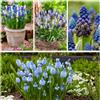 DUTCH BULBS EXCLUSIVE PLANTS FROM HOLLAN Bulbi Fiori Perenni da Esterno - 50 Bulbi Muscari Super