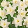 DUTCH BULBS EXCLUSIVE PLANTS FROM HOLLAN Bulbi Fiori Perenni da Esterno - 25 Bulbi di Narciso Mount Hood | Piante e fiori esclusivi dall'Olanda, Profumati, per giardino e vaso (non semi, non artificiali)