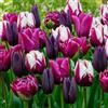 DUTCH BULBS EXCLUSIVE PLANTS FROM HOLLAN Bulbi Fiori Perenni da Esterno - 25 Bulbi Tulipani Viola, Nero e Bianco | Piante e fiori esclusivi dall'Olanda, per giardino, vasi e balcone (senza semi, non artificiali)
