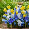 DUTCH BULBS EXCLUSIVE PLANTS FROM HOLLAN Bulbi Fiori Perenni da Esterno - Collezione di bulbi primaverili
