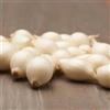 DUTCH BULBS EXCLUSIVE PLANTS FROM HOLLAN Pianta bulbi da orto Snowball - 500 gr Semi di Cipolla