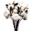 Aisamco 30 Boule di Cotone Essiccato Naturale, Stelo 60 cm | Bianco naturale, Stile fattoria, Corone matrimonio, Casa rustica, Mazzo secco