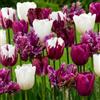 DUTCH BULBS EXCLUSIVE PLANTS FROM HOLLAN Bulbi Fiori Perenni da Esterno - 25 Bulbi Tulipani Viola, Nero e Bianco | Piante e fiori esclusivi dall'Olanda, per giardino, vasi e balcone (senza semi, non artificiali)