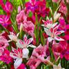 DUTCH BULBS EXCLUSIVE PLANTS FROM HOLLAN Bulbi Fiori Perenni da Esterno - 50 Bulbi Gladiolo Botanico Nanus | Mix 7 a varietà, Grandi piante, Piante esclusive dall'Olanda, per giardino, vaso (senza semi, non artificiali e resistenti)