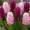 DUTCH BULBS EXCLUSIVE PLANTS FROM HOLLAN Bulbi Fiori Perenni da Esterno - 15 Bulbi Giacinto Mix Viola e Rosa