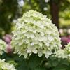 DUTCH BULBS EXCLUSIVE PLANTS FROM HOLLAN Piante Vere da Esterno - 3 Ortensie Paniculata Little Passion - Perenni | Piante e Fiori Esclusivi dall'Olanda, per giardino, vasi e balcone (non semi, non artificiali)