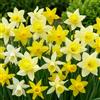 DUTCH BULBS EXCLUSIVE PLANTS FROM HOLLAN Bulbi Fiori Perenni da Esterno - 25 Bulbi di Narciso Rocky - 6-7 varietà | Piante e Fiori Esclusivi dall'Olanda, Profumati, per giardino, vasi e balcone (non semi, non artificiali)