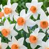 DUTCH BULBS EXCLUSIVE PLANTS FROM HOLLAN Bulbi Fiori Perenni da Esterno - 25 Bulbi di Narciso Accent | Piante e Fiori Esclusivi dall'Olanda, Profumati, per giardino, vasi e balcone (non semi, non artificiali)