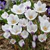 DUTCH BULBS EXCLUSIVE PLANTS FROM HOLLAN Bulbi Fiori Perenni da Esterno - 50 Bulbi Crocus Prins Claus