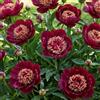 DUTCH BULBS EXCLUSIVE PLANTS FROM HOLLAN Piante Vere da Esterno - 1 Peonia Pianta Vera Red Nippon - Perenni