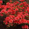 GardenersDream 1 X AZALEA 'ORANGE BEAUTY', ARBUSTO SEMPREVERDE GIAPPONESE RESISTENTE IN VASO.