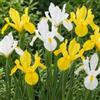 DUTCH BULBS EXCLUSIVE PLANTS FROM HOLLAN Bulbi Fiori Perenni da Esterno - 25 Bulbi di Narciso Obdan | Piante e Fiori Esclusivi dall'Olanda, Profumati, per giardino, vasi e balcone (non semi, non artificiali)