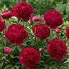 DUTCH BULBS EXCLUSIVE PLANTS FROM HOLLAN Piante Vere da Esterno - 1 Peonia Pianta Vera Red Passion - Perenni