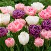 DUTCH BULBS EXCLUSIVE PLANTS FROM HOLLAN Bulbi di tulipani Double Lilac White (20 pièces) esclusivi tulipani neri dall'Olanda, resistenti e perenni per giardino, vasi, balcone da Amsterdam (bulbi grandi, senza semi, non artificiali)