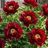 DUTCH BULBS EXCLUSIVE PLANTS FROM HOLLAN Piante Vere da Esterno - 1 Peonia Pianta Vera Itoh Red Passion - Perenni