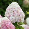 DUTCH BULBS EXCLUSIVE PLANTS FROM HOLLAN Piante Vere da Esterno - 2 Ortensie Paniculata Pink and Rose - Perenni | Piante e Fiori Esclusivi dall'Olanda, per giardino, vasi e balcone (non semi, non artificiali)