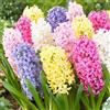 DUTCH BULBS EXCLUSIVE PLANTS FROM HOLLAN Bulbi Fiori Perenni da Esterno - 15 Bulbi Giacinto Collezione Pastello