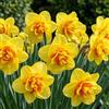 DUTCH BULBS EXCLUSIVE PLANTS FROM HOLLAN Bulbi Fiori Perenni da Esterno - 25 Bulbi di Narciso Tahiti | Piante e fiori esclusivi dall'Olanda, Profumati, per giardino e vaso (non semi, non artificiali)