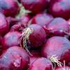 FLORIUM - Cipolle Red Baron (500 gram) Robusti cipolle invernali in Olanda, cipolle vegetali Piante perfette per raccolti ricchi: giallo, dimensione cipolla 14-21 mm (senza semi)