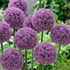 DUTCH BULBS EXCLUSIVE PLANTS FROM HOLLAN Bulbi Fiori Perenni da Esterno - 5 Allium Bulbi Giganteum Globemaster | Piante e fiori esclusivi dall'Olanda, Profumati, per giardino, vasi e balcone (grandi, non semi, non artificiali)