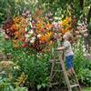 DUTCH BULBS EXCLUSIVE PLANTS FROM HOLLAN Bulbi Fiori Perenni da Esterno - 10 Bulbi di Giglio Martagon