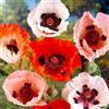 DUTCH BULBS EXCLUSIVE PLANTS FROM HOLLAN Bulbi Fiori Perenni da Esterno - 5 Radici di Papaver Orientale | Mix di 5 varietà, Piante grandi dall'Olanda, Bianco, Rosso, Rosa, Viola (non semi, non artificiali)