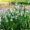 DUTCH BULBS EXCLUSIVE PLANTS FROM HOLLAN Bulbi Fiori Perenni da Esterno - 50 Bulbi di Leucojum Gravetye Giant