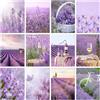 GATYZTORY pittura diamante pieno quadrato lavanda 5d ricamo fai da te fiore mosaico strass immagini regalo fatto a mano Home Decoratio
