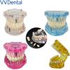 VV Dentale 4 Colori Igiene Orale Insegnamento Modello Dimostrazione Per Lo Studio di Odontoiatria Analisi dei Prodotti Modello di Denti Rimovibili