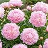 DUTCH BULBS EXCLUSIVE PLANTS FROM HOLLAN Piante Vere da Esterno - 1 Peonia Pianta Vera Pink Passion - Perenni