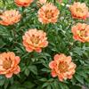 DUTCH BULBS EXCLUSIVE PLANTS FROM HOLLAN Piante Vere da Esterno - 1 Peonia Pianta Vera Itoh Orange Passion
