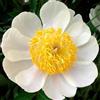 DUTCH BULBS EXCLUSIVE PLANTS FROM HOLLAN Piante Vere da Esterno - 1 Peonia Pianta Vera Bianca Nippon - Perenni