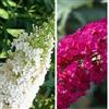 ClematisOnline 2 x Buddleja (lilla estiva): White Profusion (bianco) + Royal Red (rosso) | perenne e resistente all'inverno - Buddleia | 2 x vasi da 1,5 litri