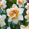 DUTCH BULBS EXCLUSIVE PLANTS FROM HOLLAN Bulbi Fiori Perenni da Esterno - 25 Bulbi di Narciso Replete | Piante e Fiori Esclusivi dall'Olanda, Profumati, per giardino, vasi e balcone (non semi, non artificiali)
