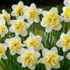 DUTCH BULBS EXCLUSIVE PLANTS FROM HOLLAN Bulbi Fiori Perenni da Esterno - 25 Bulbi di Narciso Ice King | Piante e Fiori Esclusivi dall'Olanda, Profumati, per giardino, vasi e balcone (non semi, non artificiali)