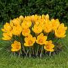 DUTCH BULBS EXCLUSIVE PLANTS FROM HOLLAN Bulbi Fiori Perenni da Esterno - 50 Bulbi Crocus Golden Yellow
