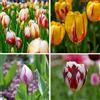 Plant in a Box - Tulipa Flaming Beauty Mix - Bulbi di tulipano - Set di 30 - Bulbi da fiore