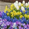 DUTCH BULBS EXCLUSIVE PLANTS FROM HOLLAN Bulbi Fiori Perenni da Esterno - Collezione di Bulbi a Fioritura Precoce