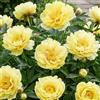 DUTCH BULBS EXCLUSIVE PLANTS FROM HOLLAN Piante Vere da Esterno - 1 Peonia Pianta Vera Itoh Yellow Passion