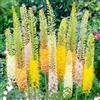 DUTCH BULBS EXCLUSIVE PLANTS FROM HOLLAN Piante Vere da Esterno - 3 Eremurus Candela del Deserto - Mix di 3 varietà