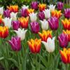 DUTCH BULBS EXCLUSIVE PLANTS FROM HOLLAN Bulbi Fiori Perenni da Esterno - 25 Bulbi Tulipani Fioriti in Primavera | Piante e fiori esclusivi dall'Olanda, per giardino, vasi e balcone (senza semi, non artificiali)