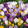 DUTCH BULBS EXCLUSIVE PLANTS FROM HOLLAN Bulbi Fiori Perenni da Esterno - 150 Bulbi Crocus Gigante Mix