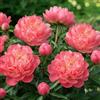 DUTCH BULBS EXCLUSIVE PLANTS FROM HOLLAN Piante Vere da Esterno - 1 Peonia Pianta Vera Coral Passion - Perenni