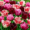 DUTCH BULBS EXCLUSIVE PLANTS FROM HOLLAN Bulbi Fiori Perenni da Esterno - 25 Bulbi Tulipani Rosa e Rosso Collezione | Piante e fiori esclusivi dall'Olanda, per giardino, vasi e balcone (senza semi, non artificiali)