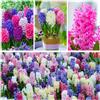 DUTCH BULBS EXCLUSIVE PLANTS FROM HOLLAN Bulbi Fiori Perenni da Esterno - 15 Bulbi Giacinto Primavera da Sogno