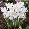 DUTCH BULBS EXCLUSIVE PLANTS FROM HOLLAN Bulbi Fiori Perenni da Esterno - 50 Bulbi Crocus Jeanne D'Arc