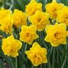 DUTCH BULBS EXCLUSIVE PLANTS FROM HOLLAN Bulbi Fiori Perenni da Esterno - 25 Bulbi di Narciso Sailorman | Piante e fiori esclusivi dall'Olanda, Profumati, per giardino e vaso (non semi, non artificiali)